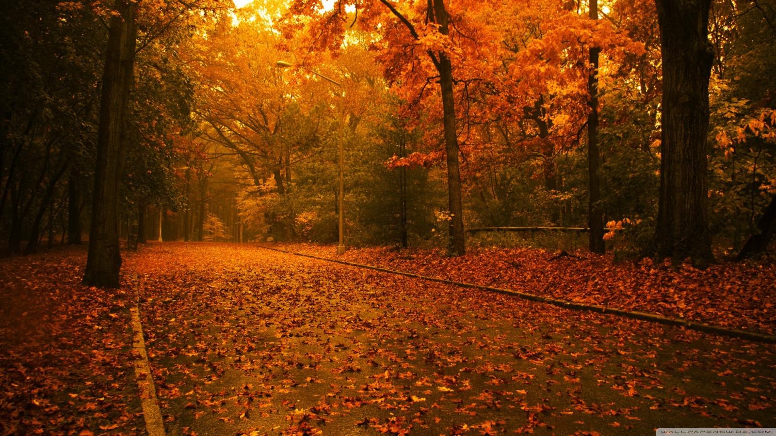 1600x900 Fall Scene Ultra HD Desktop Background Wallpaper for 4K UHD TV : Widescreen & UltraWide Desktop & Laptop : Tablet