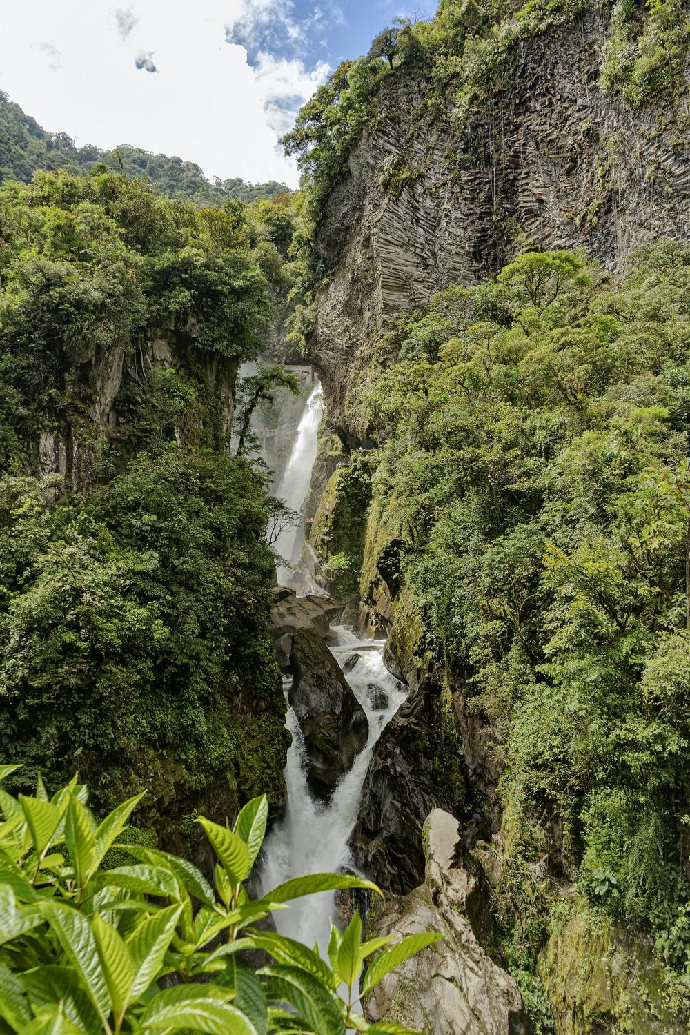 1000x1500 Stunning Amazon Forest Picture [HD]. Download Free Image