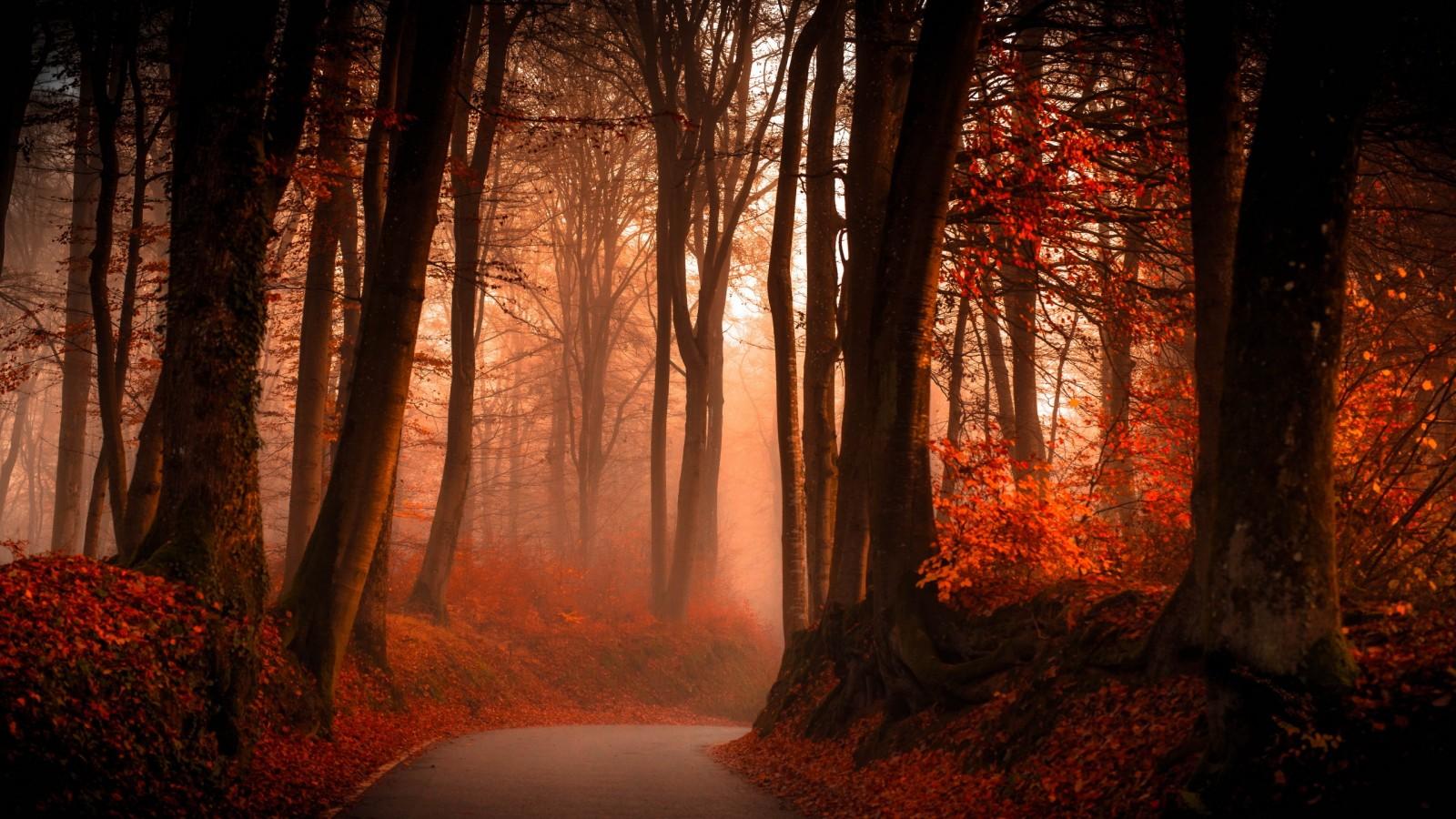 1600x900 Autumn Forest Wallpaper