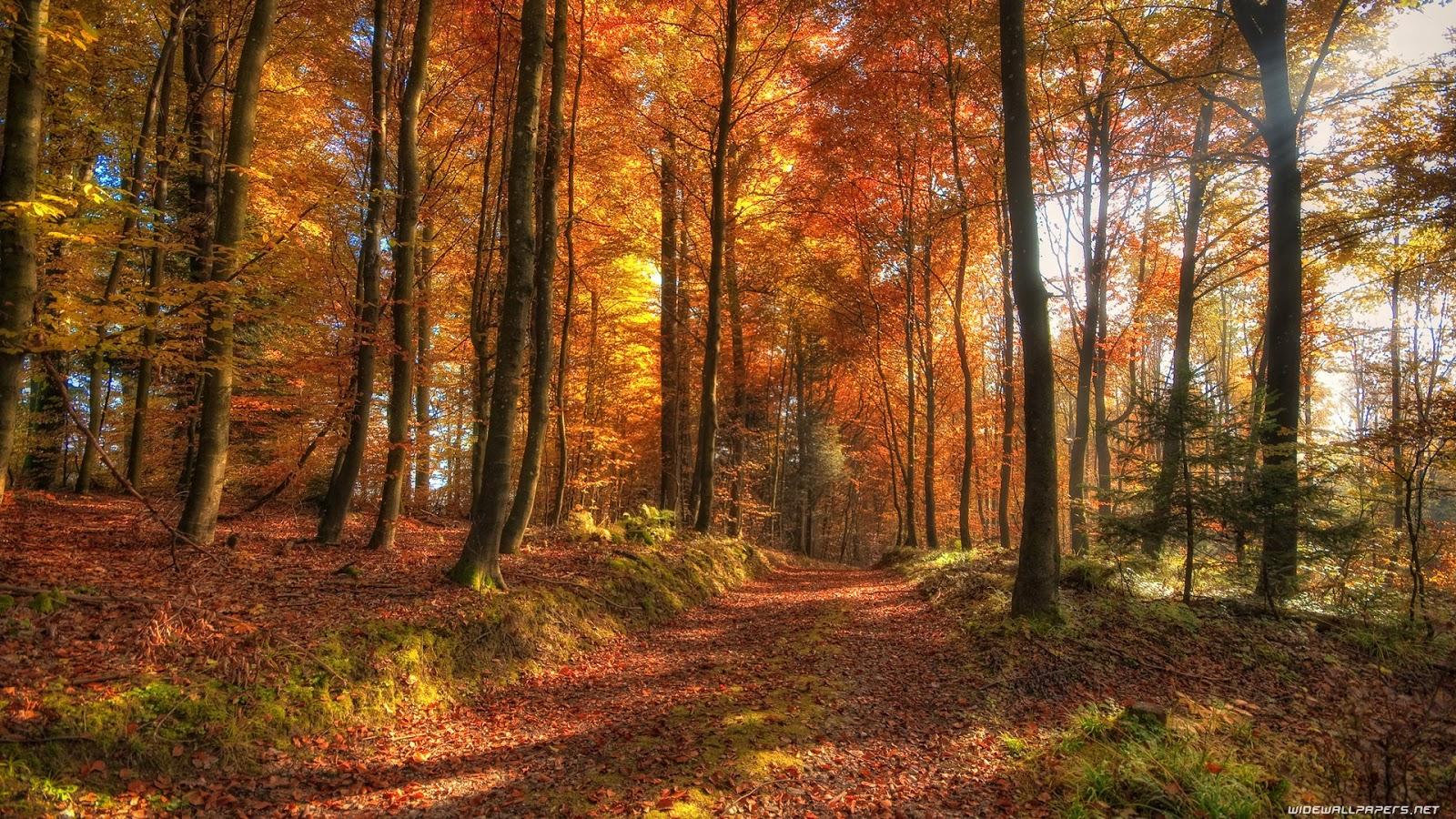 1600x900 HD Fall Wallpaper for Desktop (2020)