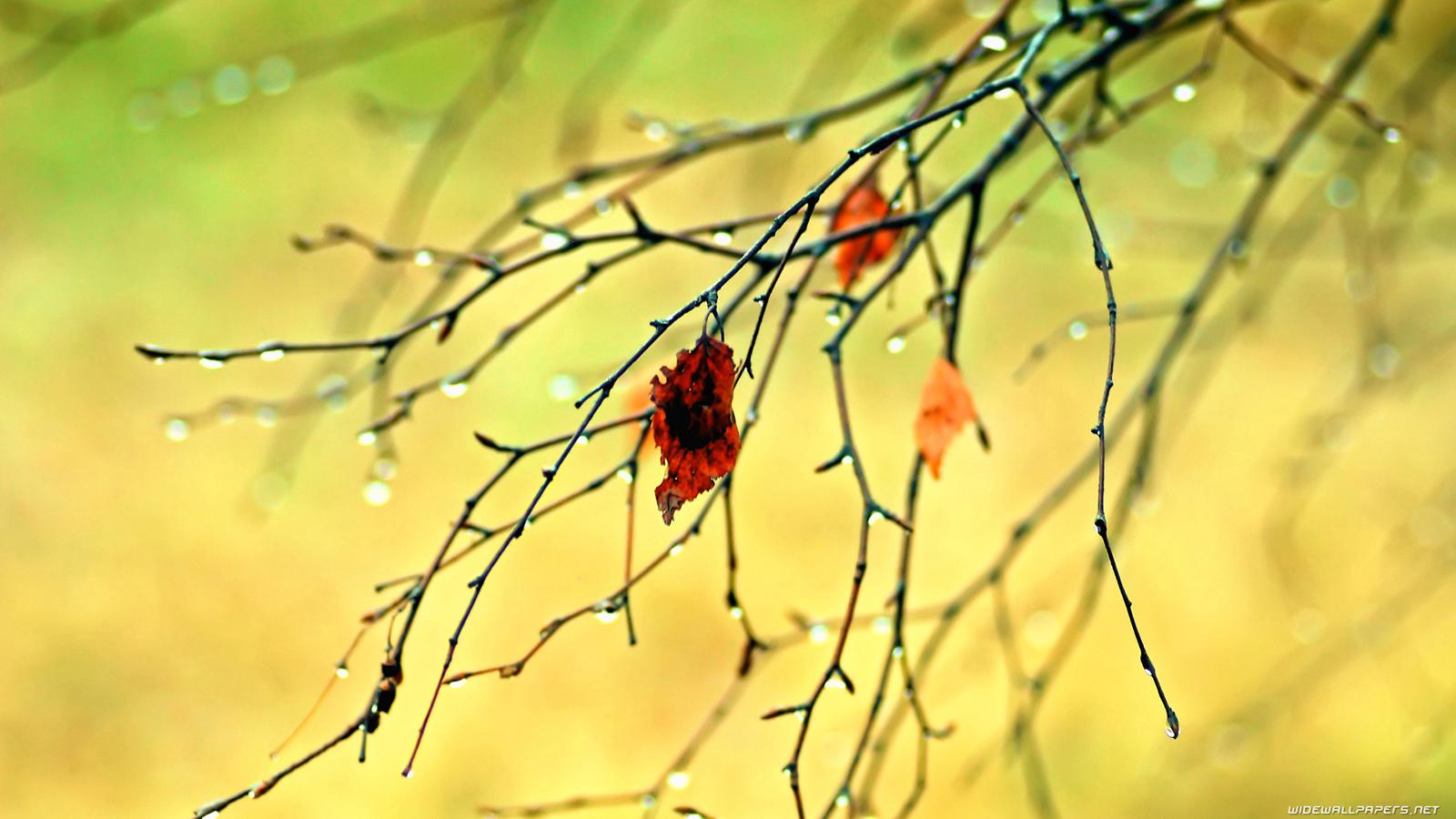 1600x900 Autumn desktop wallpaper HD and wide wallpaper