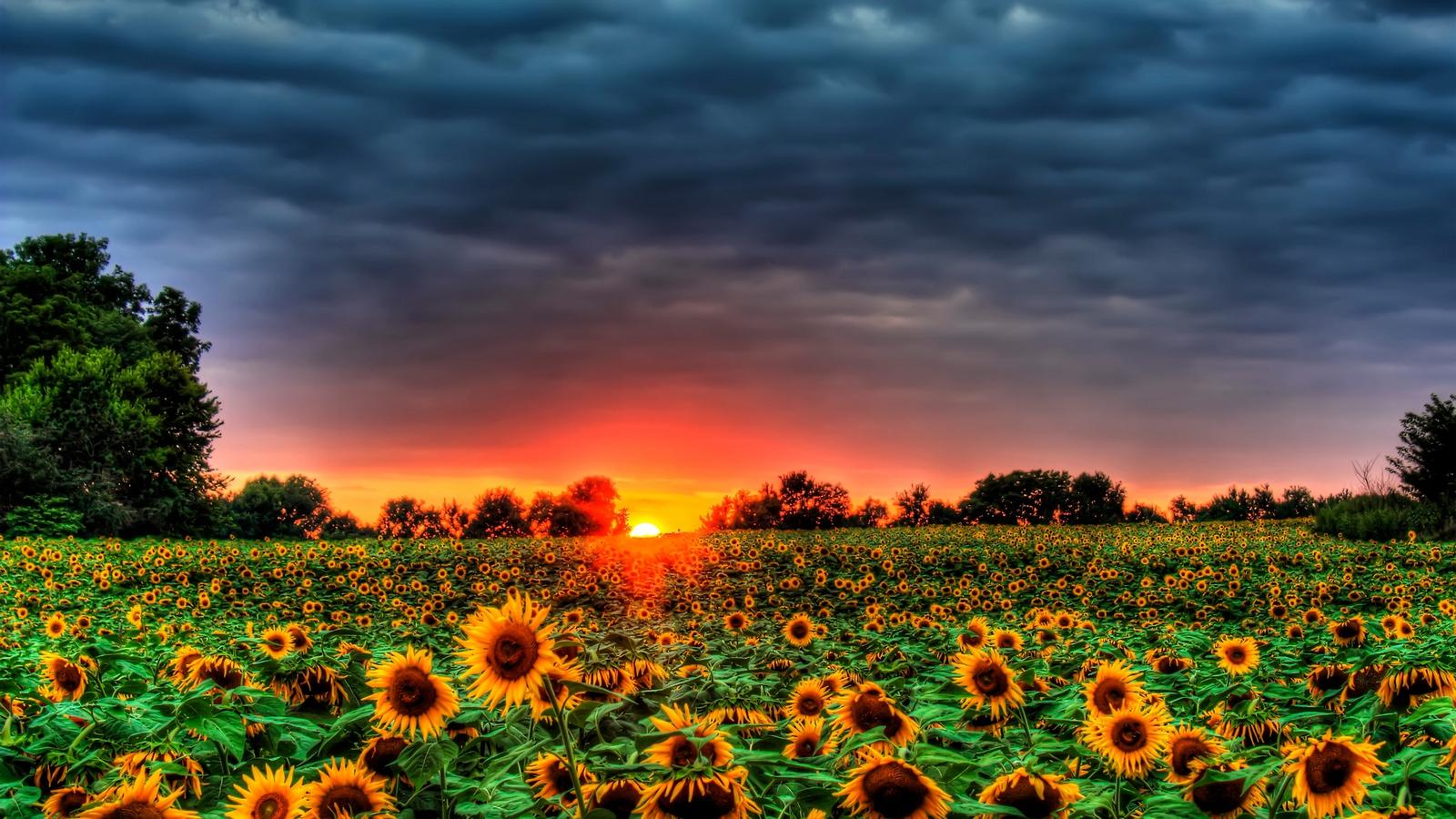 1600x900 Sunflowers Galore Computer Wallpaper Desktop Background Background HD Wallpaper