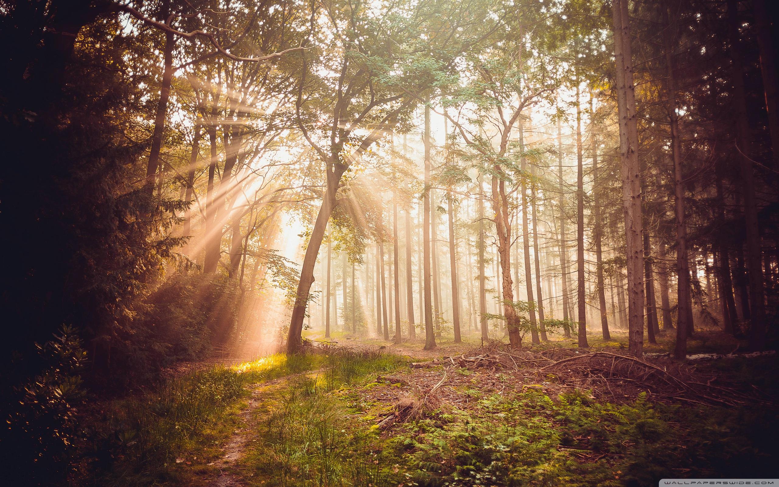 2560x1600 Misty Woods Ultra HD Desktop Background Wallpaper for 4K UHD TV : Widescreen & UltraWide Desktop & Laptop : Tablet