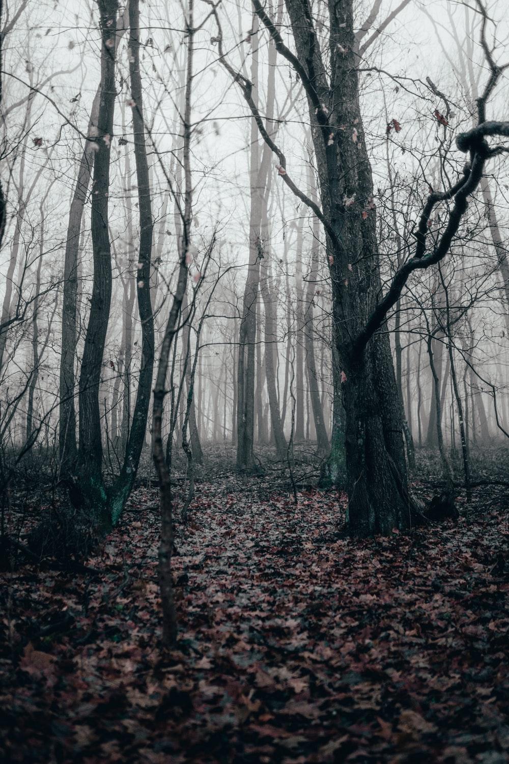 1000x1500 Misty Woods Picture. Download Free Image