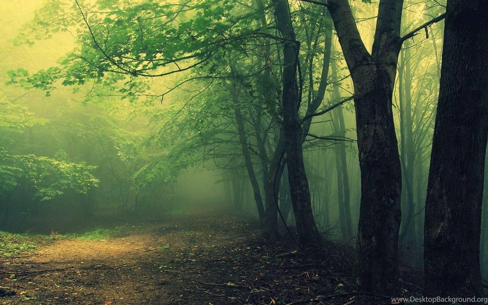 1680x1050 Misty Woods Wallpaper Desktop Background