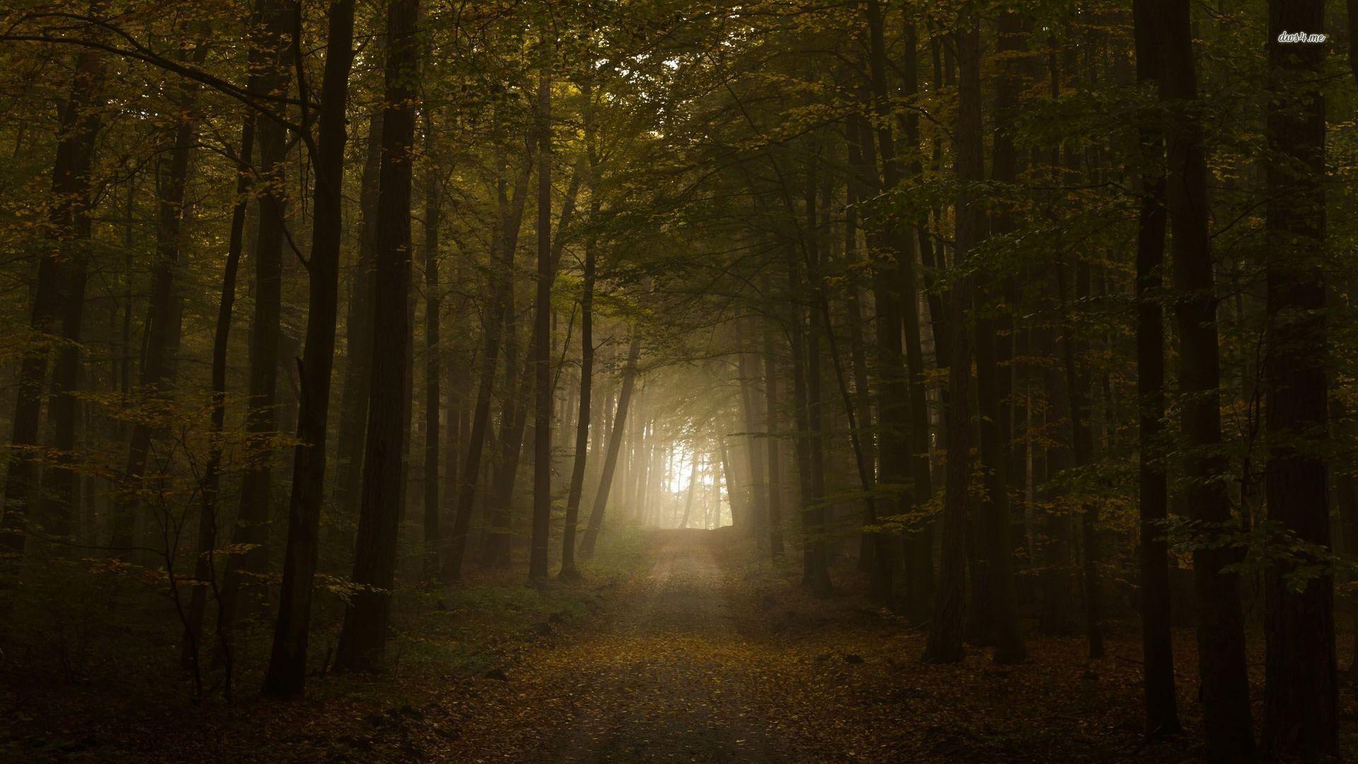 1920x1080 Roadty woods wallpaper wallpaper