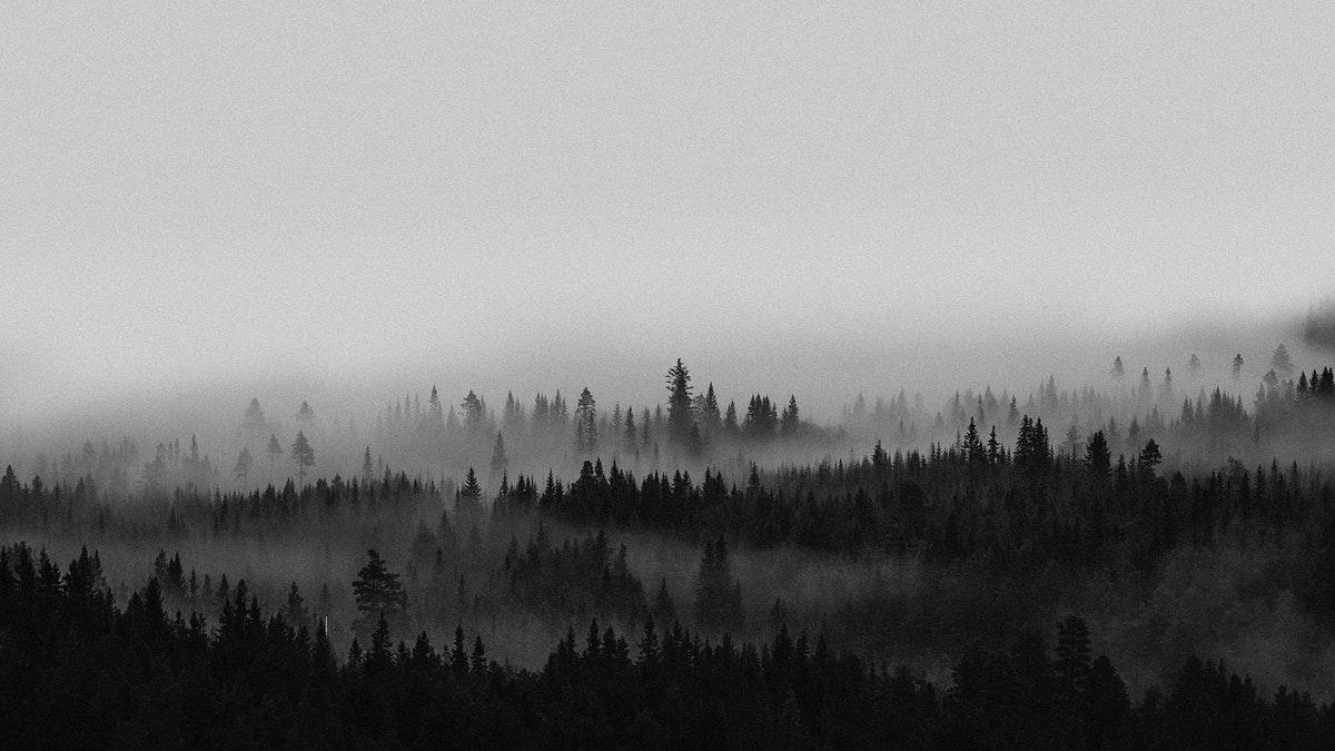 1200x675 View of the misty woods