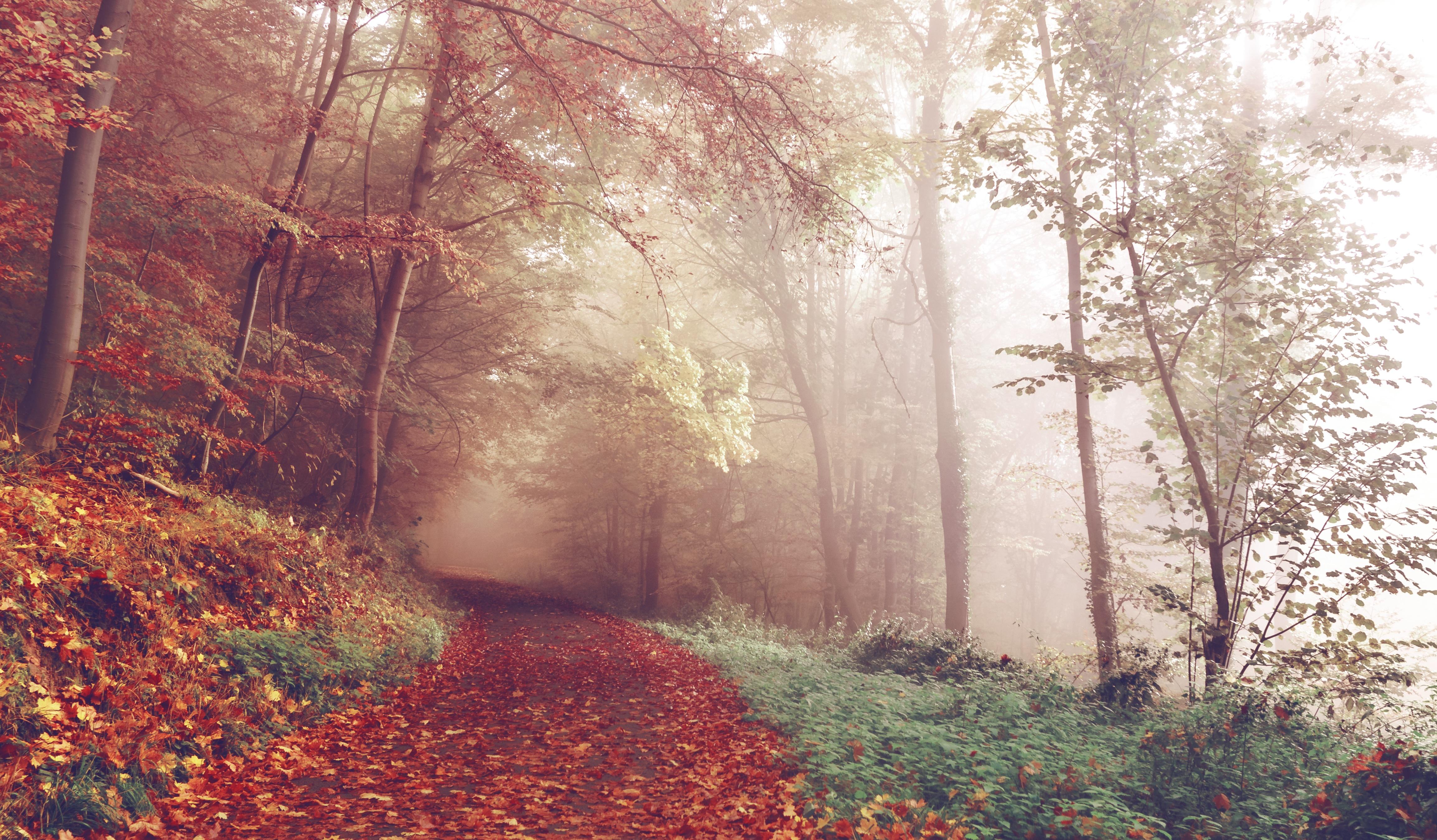4616x2699 Free photo: Misty Woods, Fall, Fallen