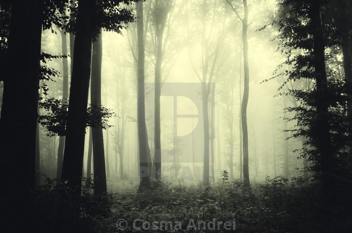 1120x742 dark misty woods in soft morning light, download or print for £11.16