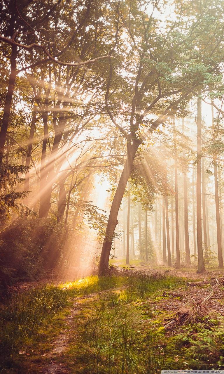 768x1280 Misty Woods Ultra HD Desktop Background Wallpaper for 4K UHD TV : Widescreen & UltraWide Desktop & Laptop : Tablet