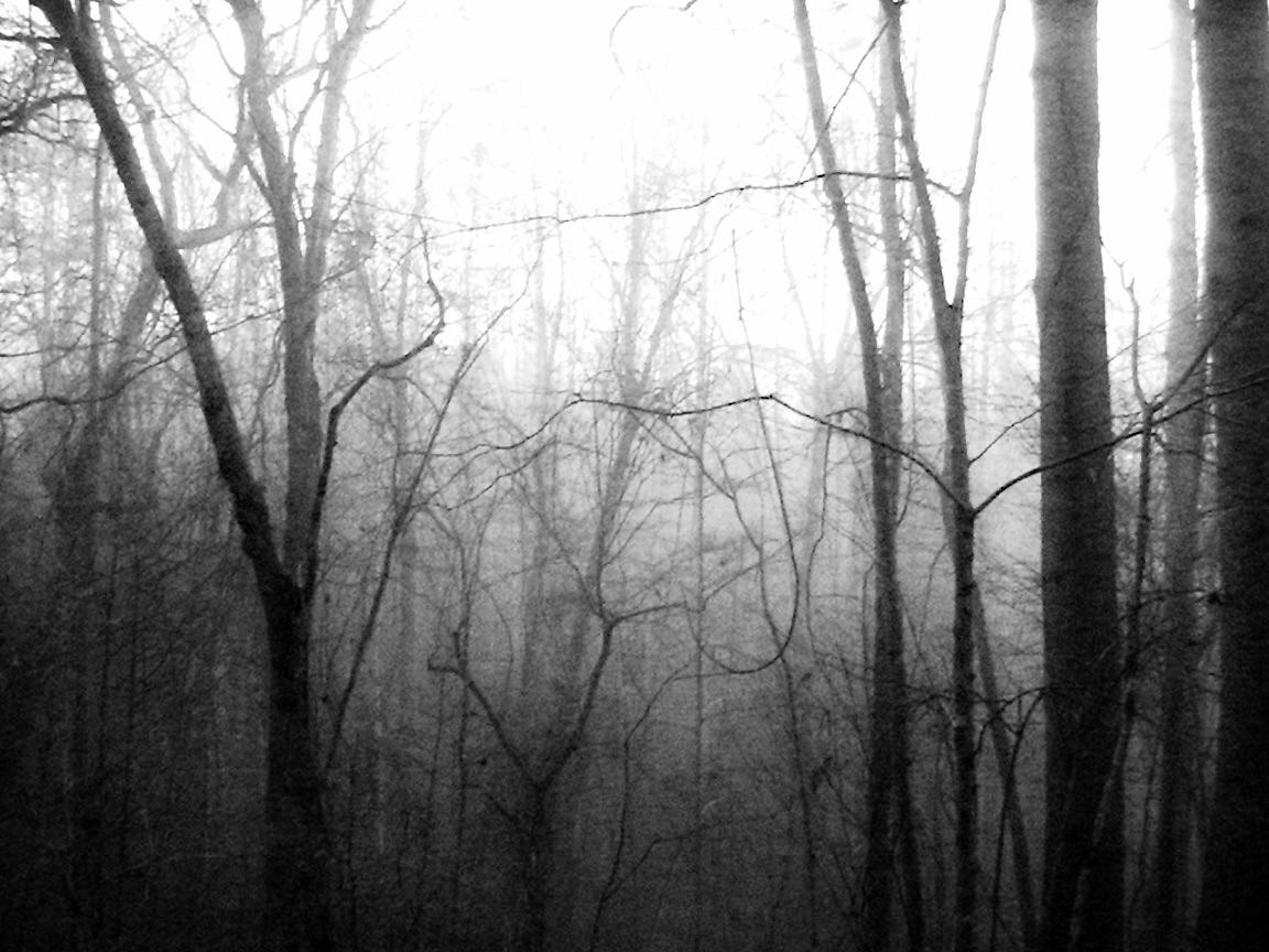 1152x864 Dark and Misty Woods