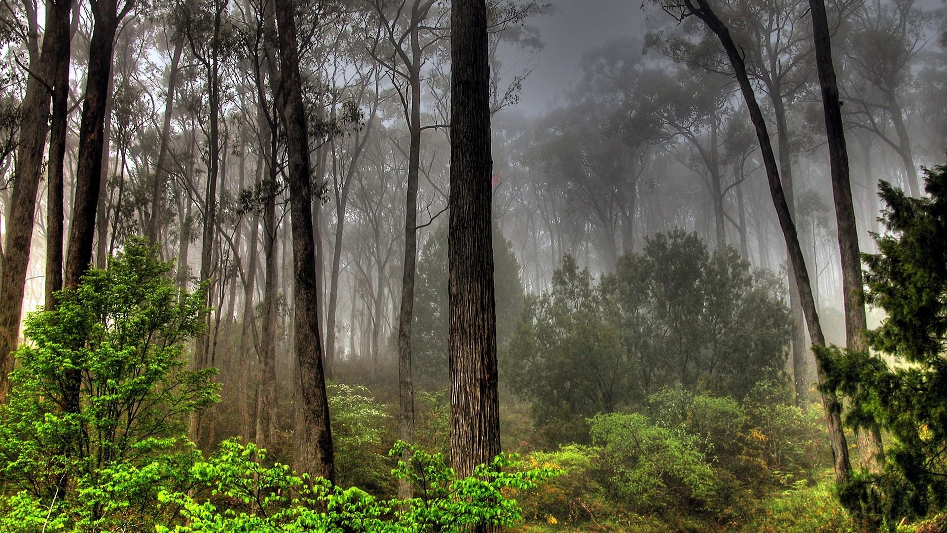 1920x1080 Trees, misty, nature, woods, wallpaper, background, green, rising, categories, shrubbery
