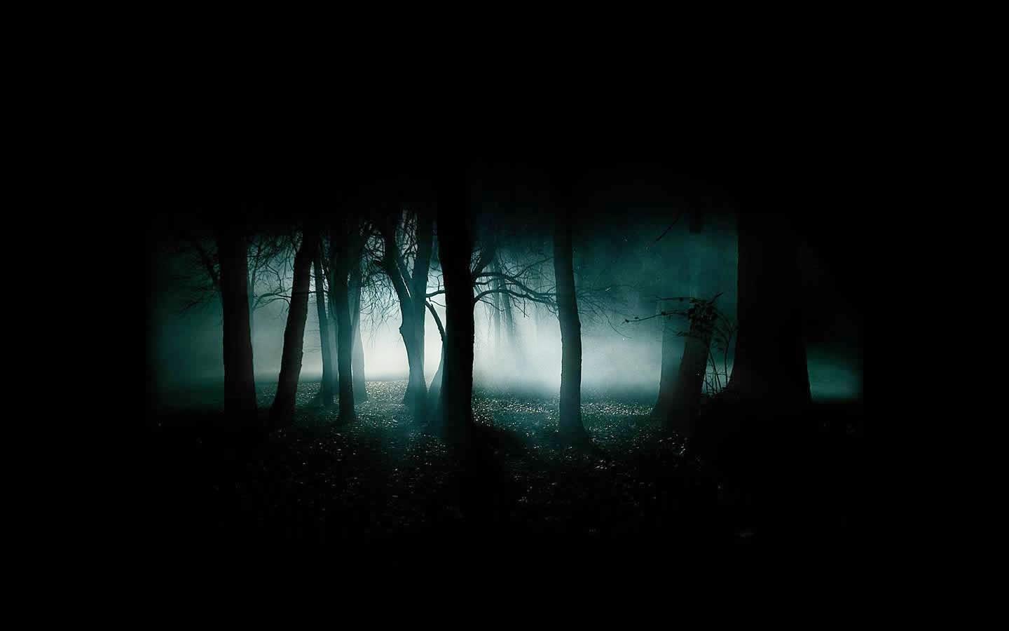1440x900 Full HD Desktop Wallpaper: Foggy Misty Woods Trees