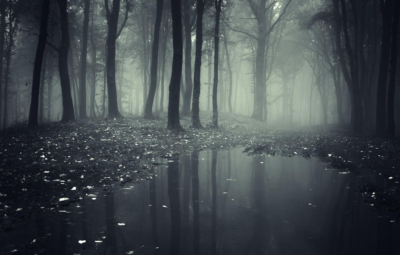 1332x850 Wallpaper leaves, trees, landscape, nature, road, lake, forest, misty, forest, trees, deep, landscape, nature, leaves, woods, deep image for desktop, section пейзажи