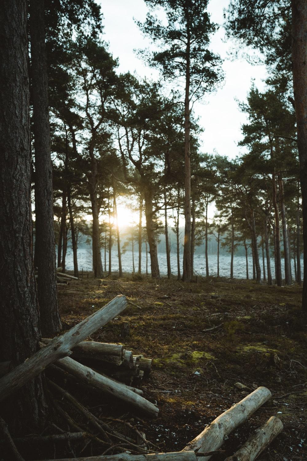 1000x1500 Misty Woods Picture. Download Free Image