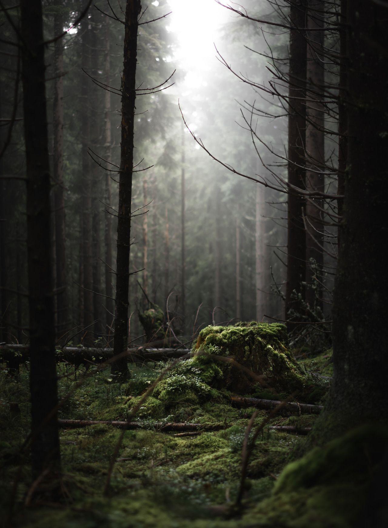 1280x1740 90377: “ Misty woods by magnus dovlind ”. Nature, Magical forest, Old trees