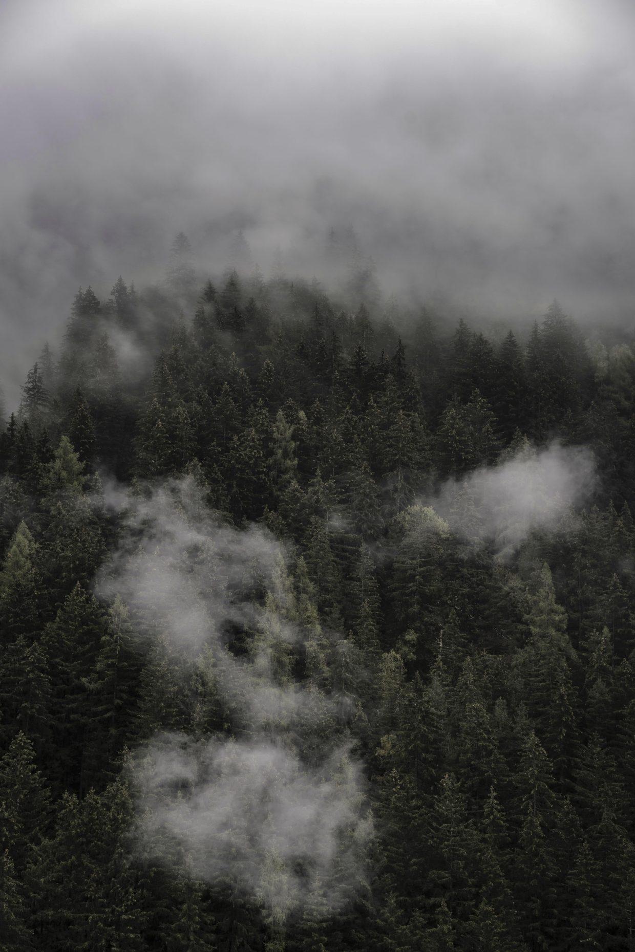 1240x1860 Misty Woods Wallpaper