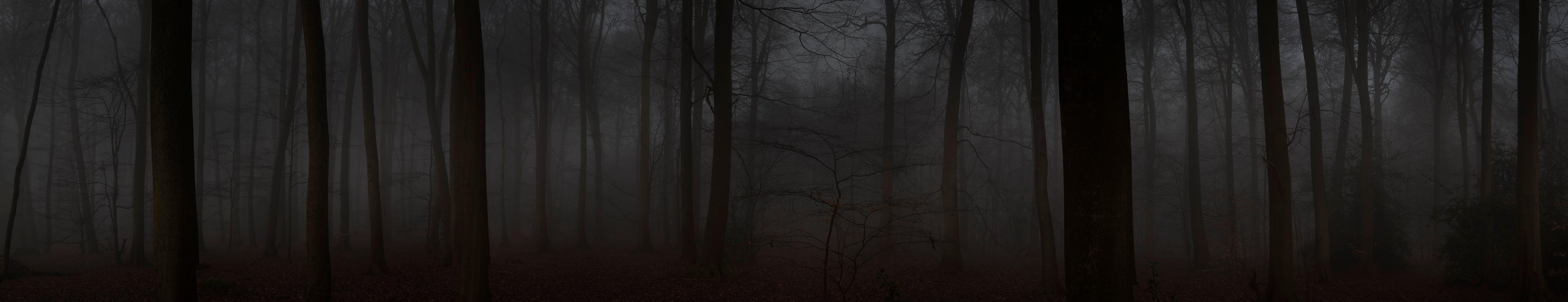 9389x1809 Misty Beech Woods in Oxfordshire 4K wallpaper