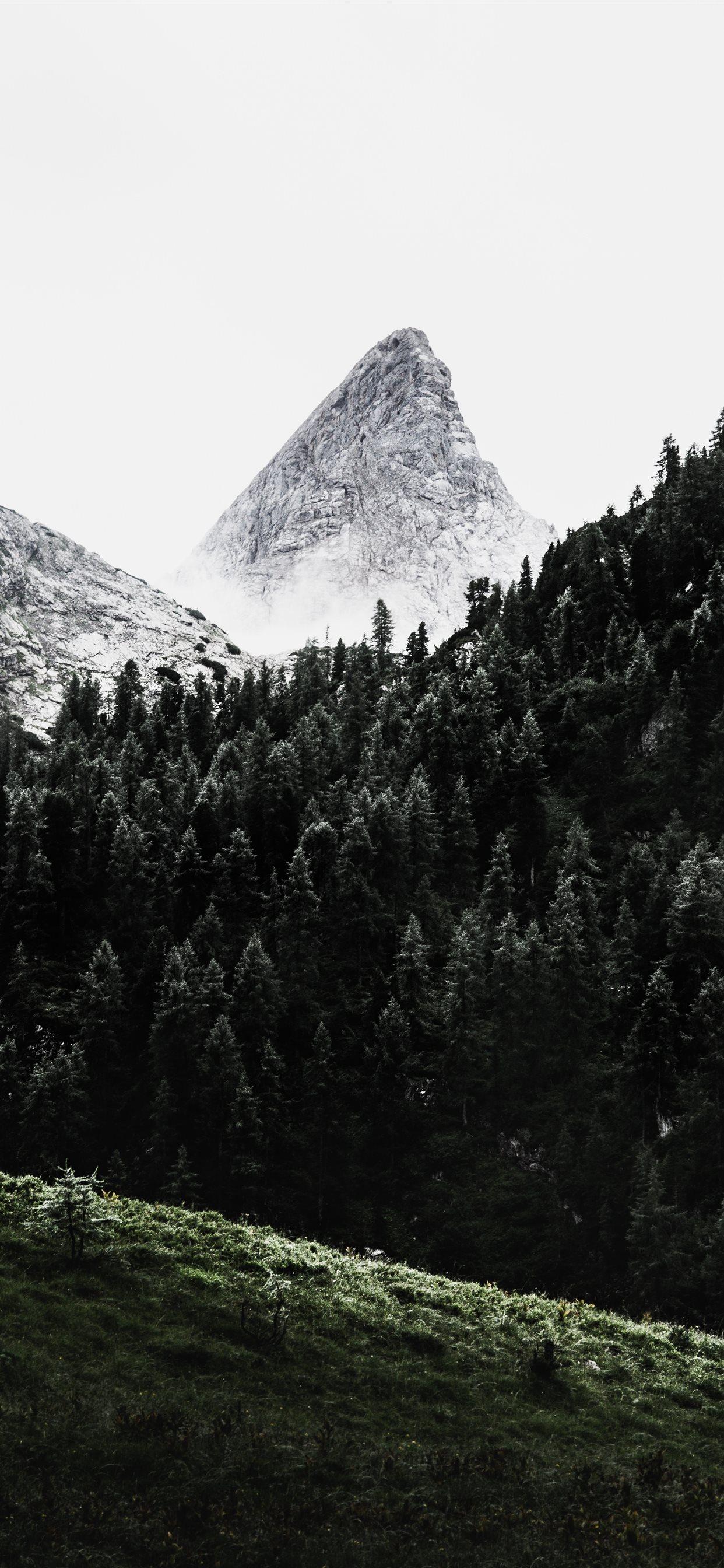 1242x2688 green pine trees across white mountain iPhone 11 Wallpaper Free Download