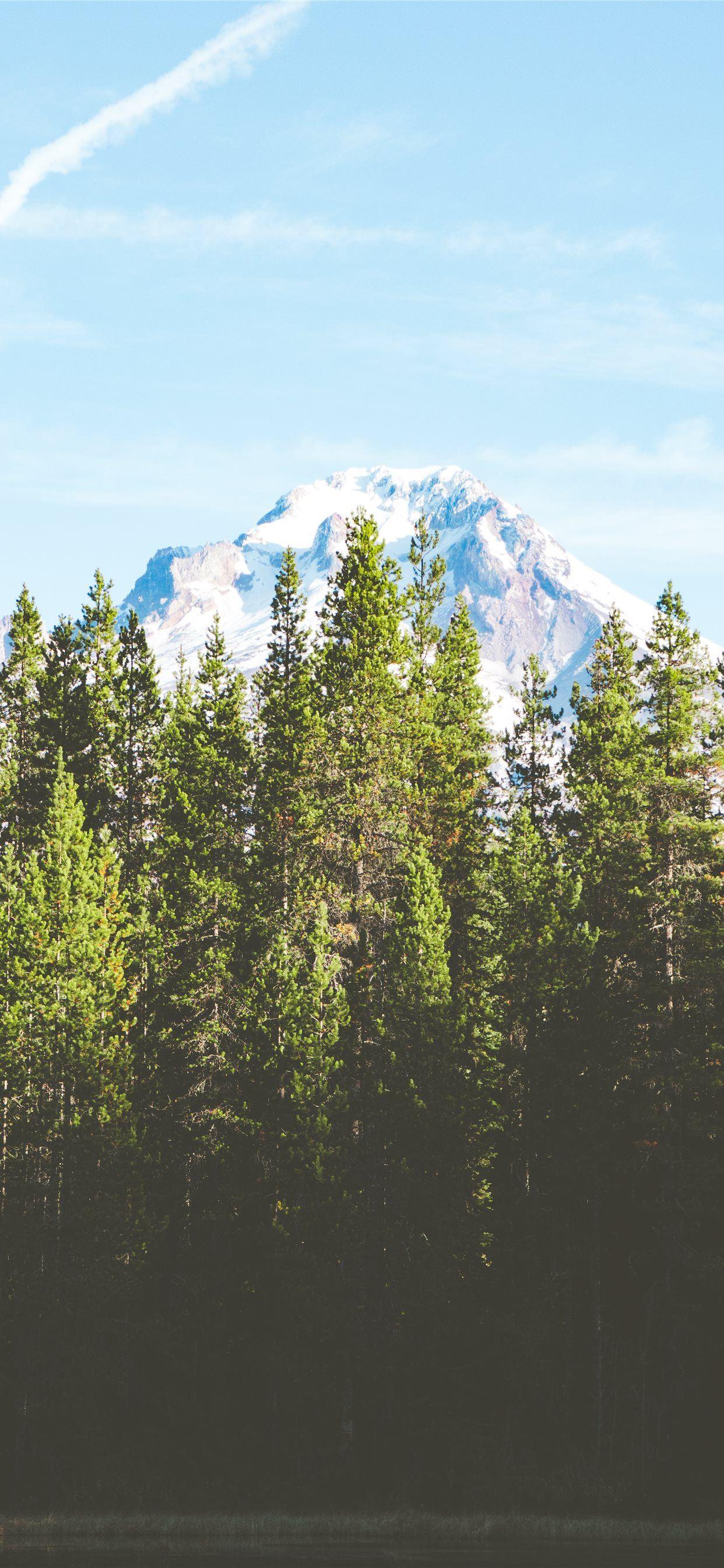 1242x2688 green pine trees near snow covered mountain during. iPhone 11 Wallpaper Free Download