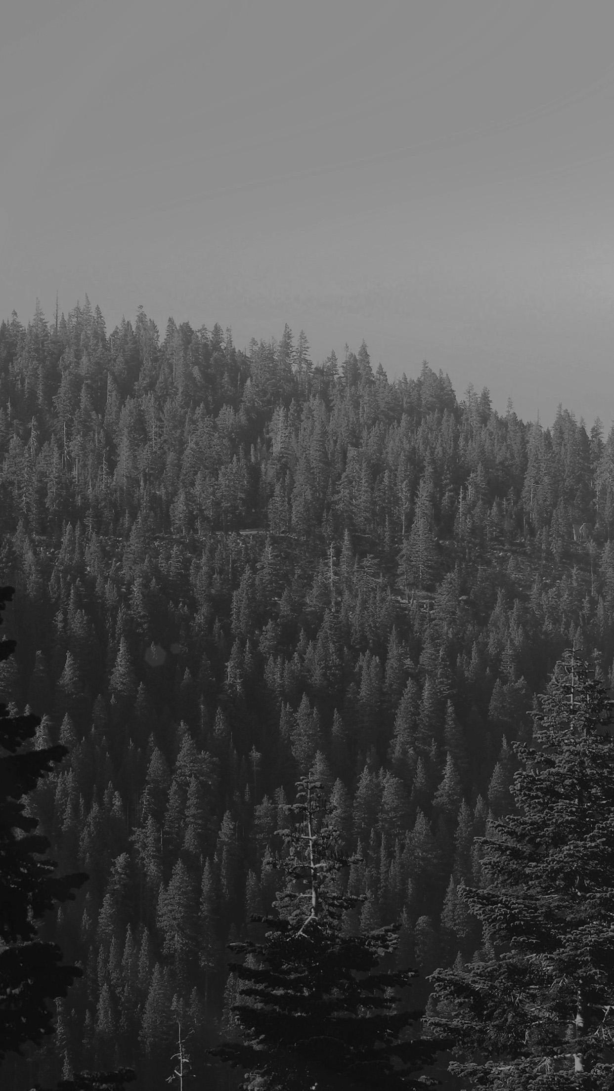 1242x2208 Tree Wood Mountain Nature Dark Bw