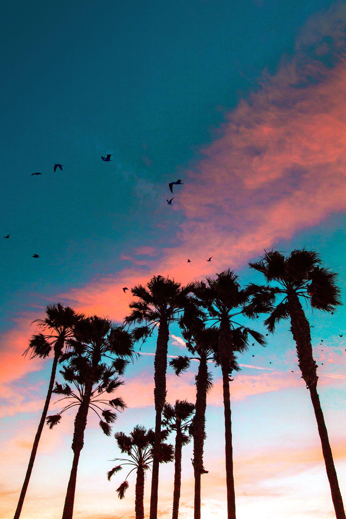 1365x2048 Seal Beach Birds. Nature photography, Aesthetic wallpaper, Beach photo