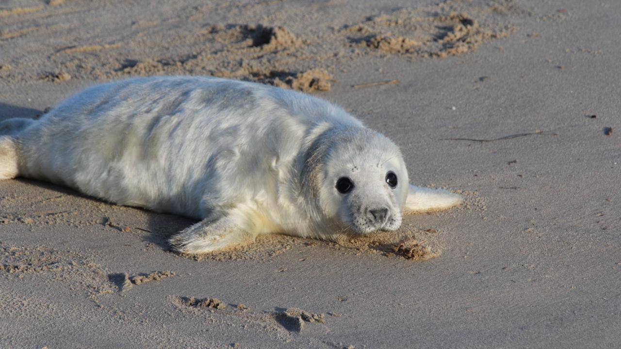 1280x720 Desktop Wallpaper Cute, White, Baby Seal, Beach, Sand, HD Image, Picture, Background, 07c90f