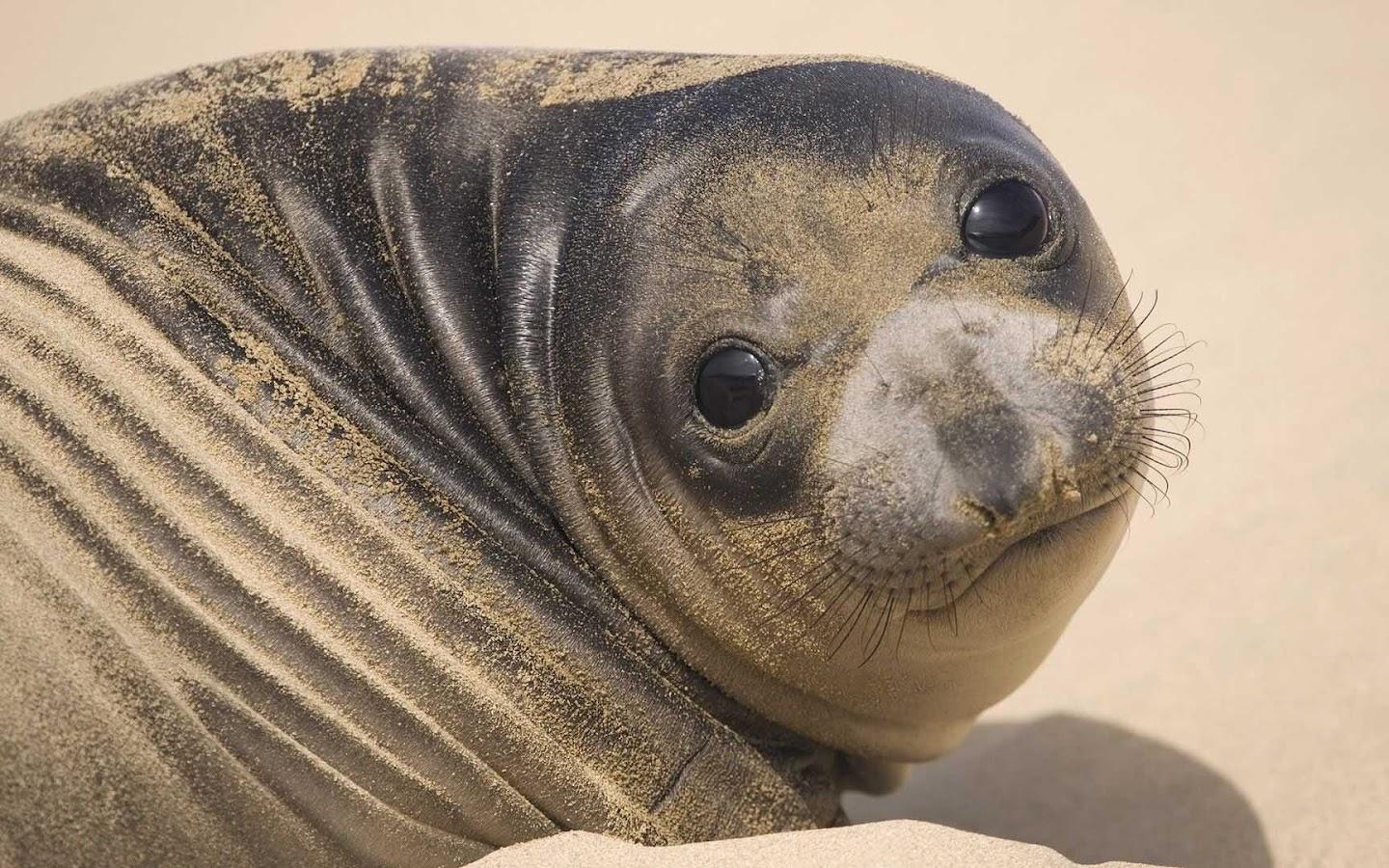 1440x900 Free download HD seal wallpaper with a big fat seal on the beach HD seals wallpaper [1600x900] for your Desktop, Mobile & Tablet. Explore Seals Wallpaper. Baby Seal Wallpaper