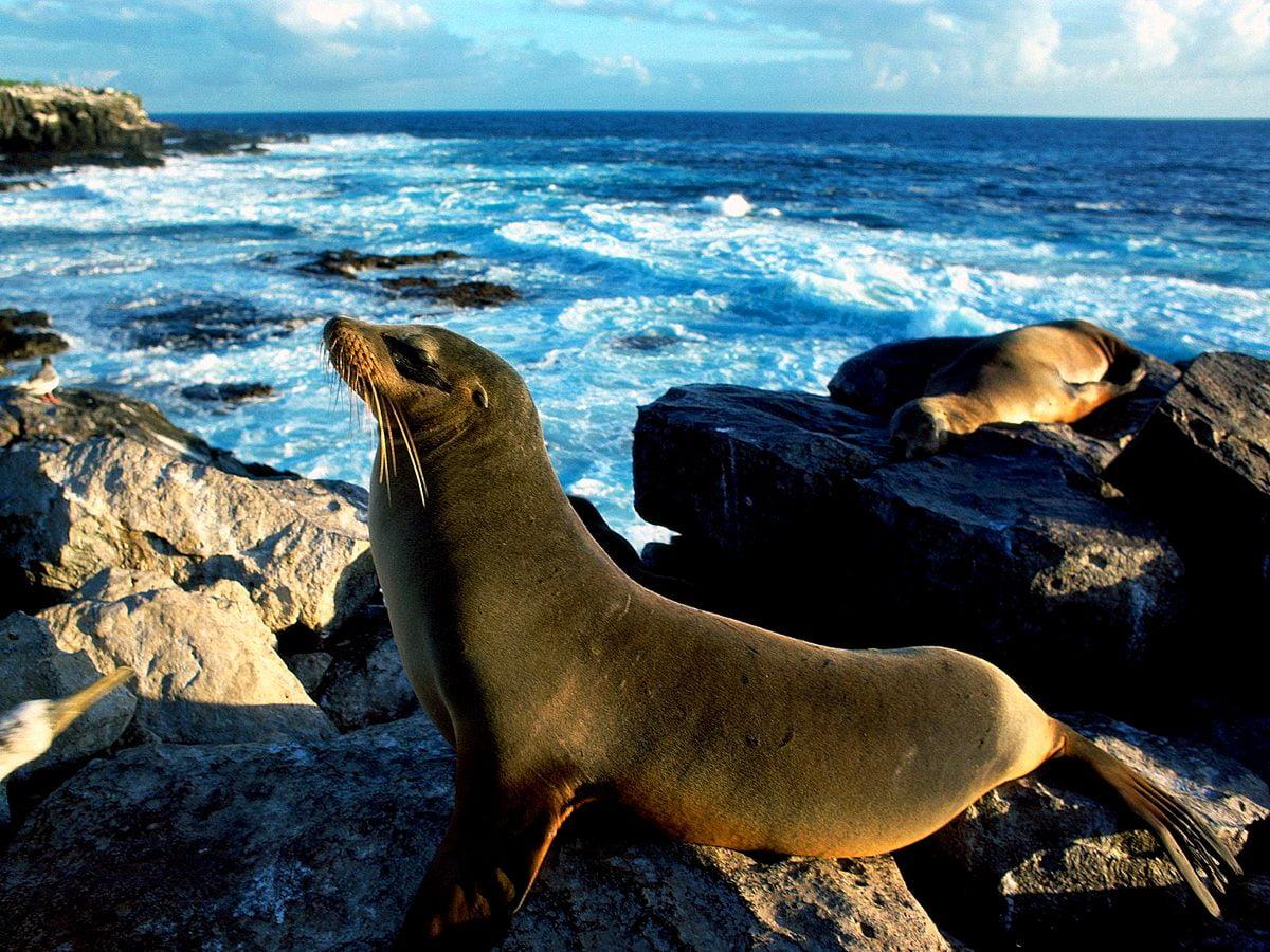 1200x900 Background Seal, Ocean, Beach. TOP Free Download image