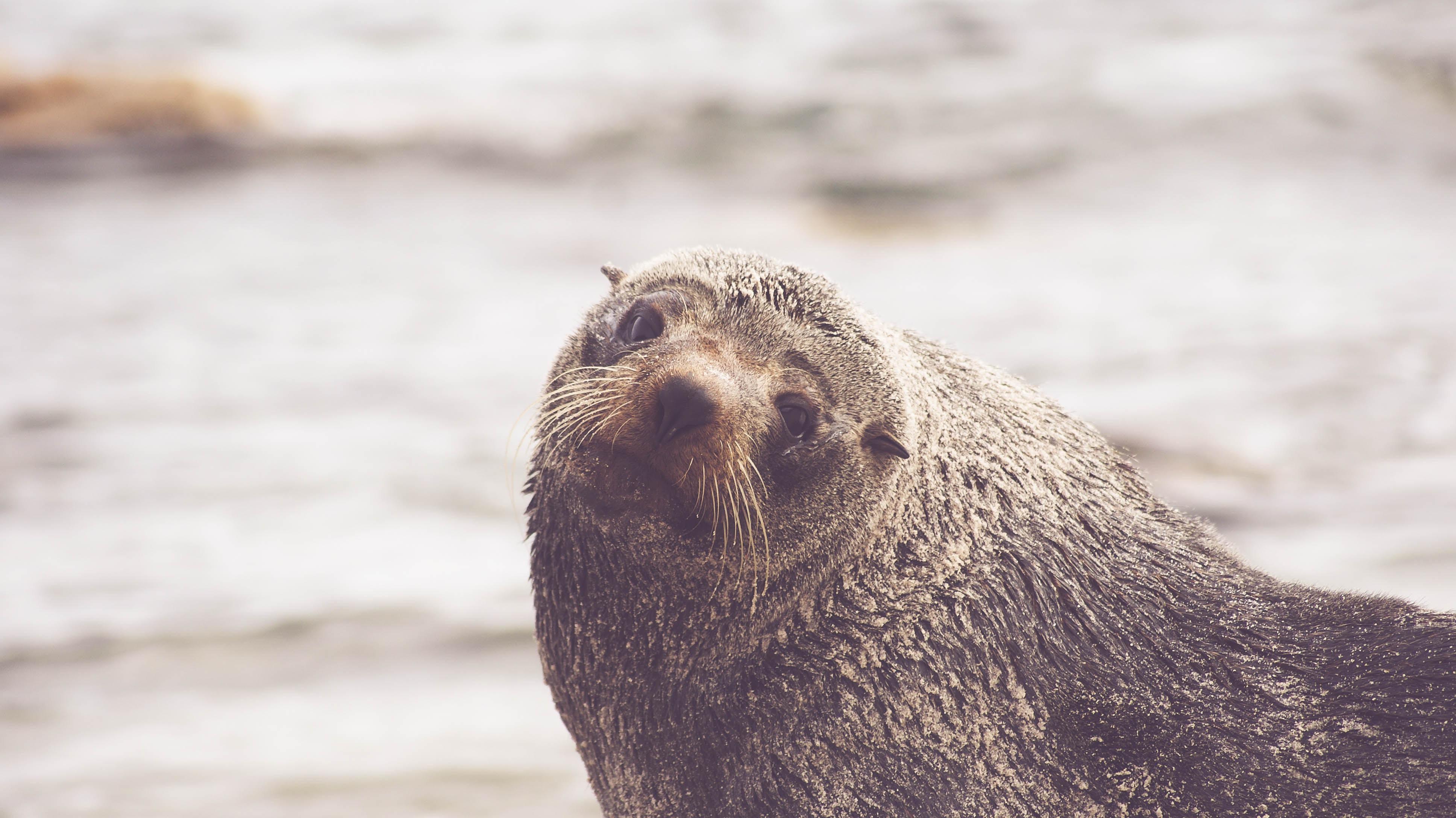 3872x2176 3872x2176 #sea life, #nature, #sea, #Free , #whiskers, #sea lion, #stare, #face, #eye, #adorable, #relax, #animal, #tired, #fur, #water, #wildlife, #seal, #beach, #outdoors, #ocean, #mammal. Mocah HD Wallpaper