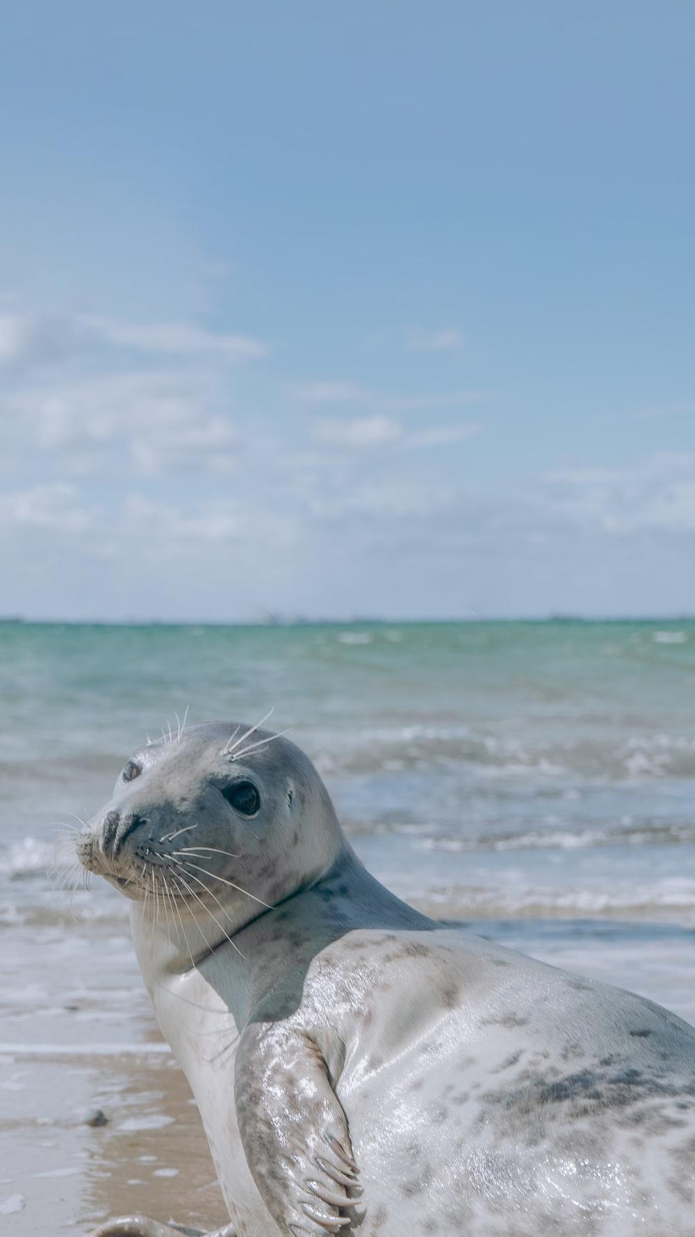 1000x1778 Seals Picture. Download Free Image