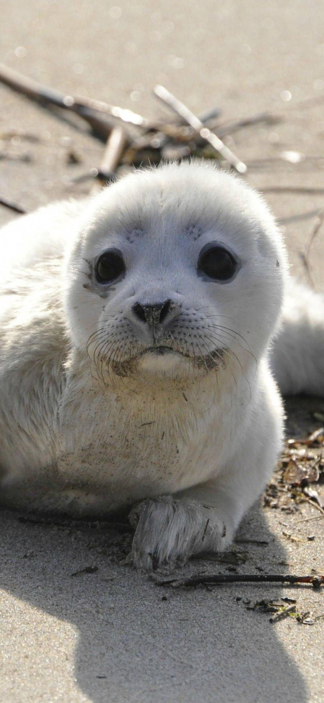 1125x2436 Download 1125x2436 Monk Seal, Cute, Beach Wallpaper for iPhone 11 Pro & X