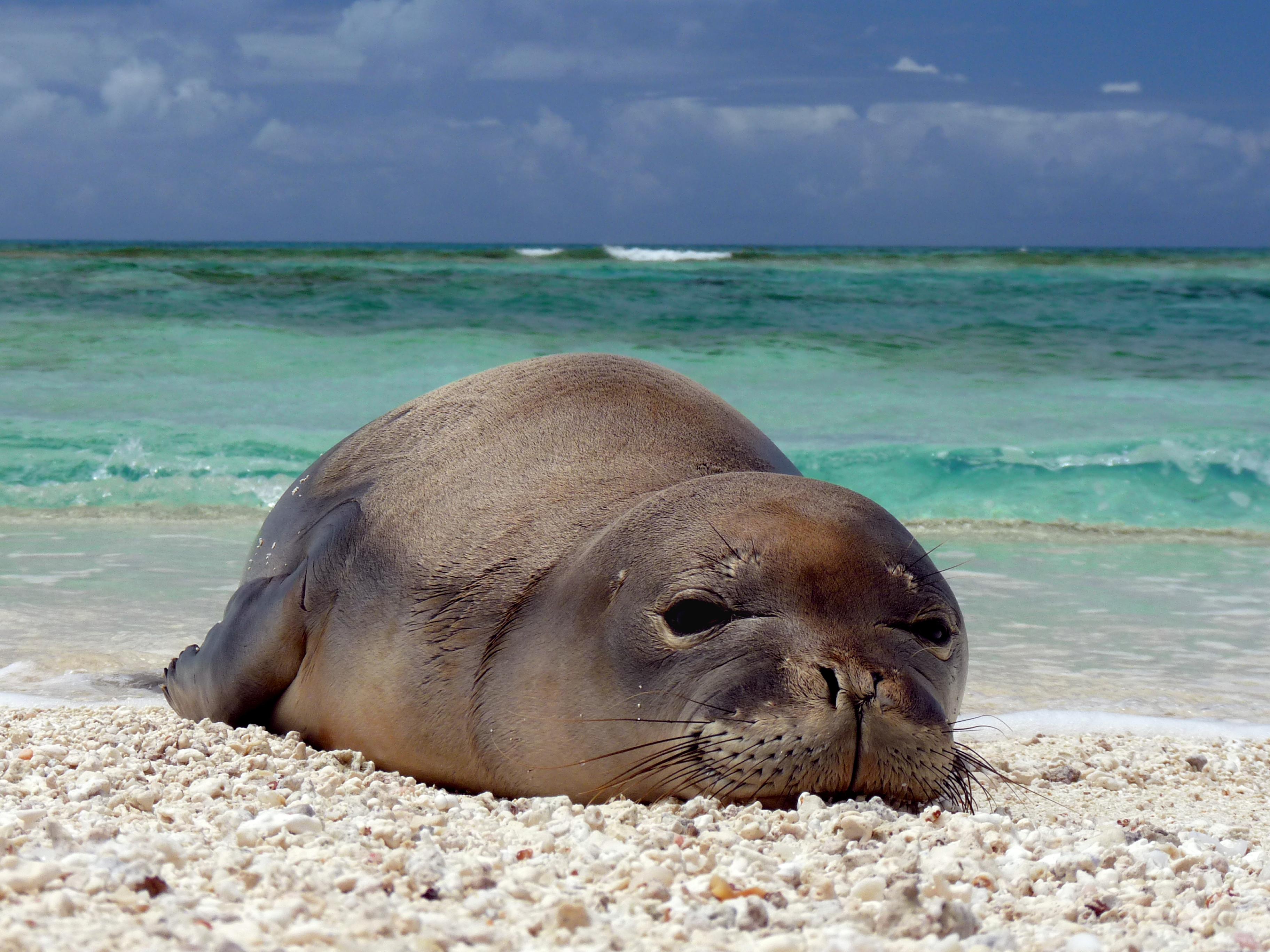 3648x2736 Monk seal