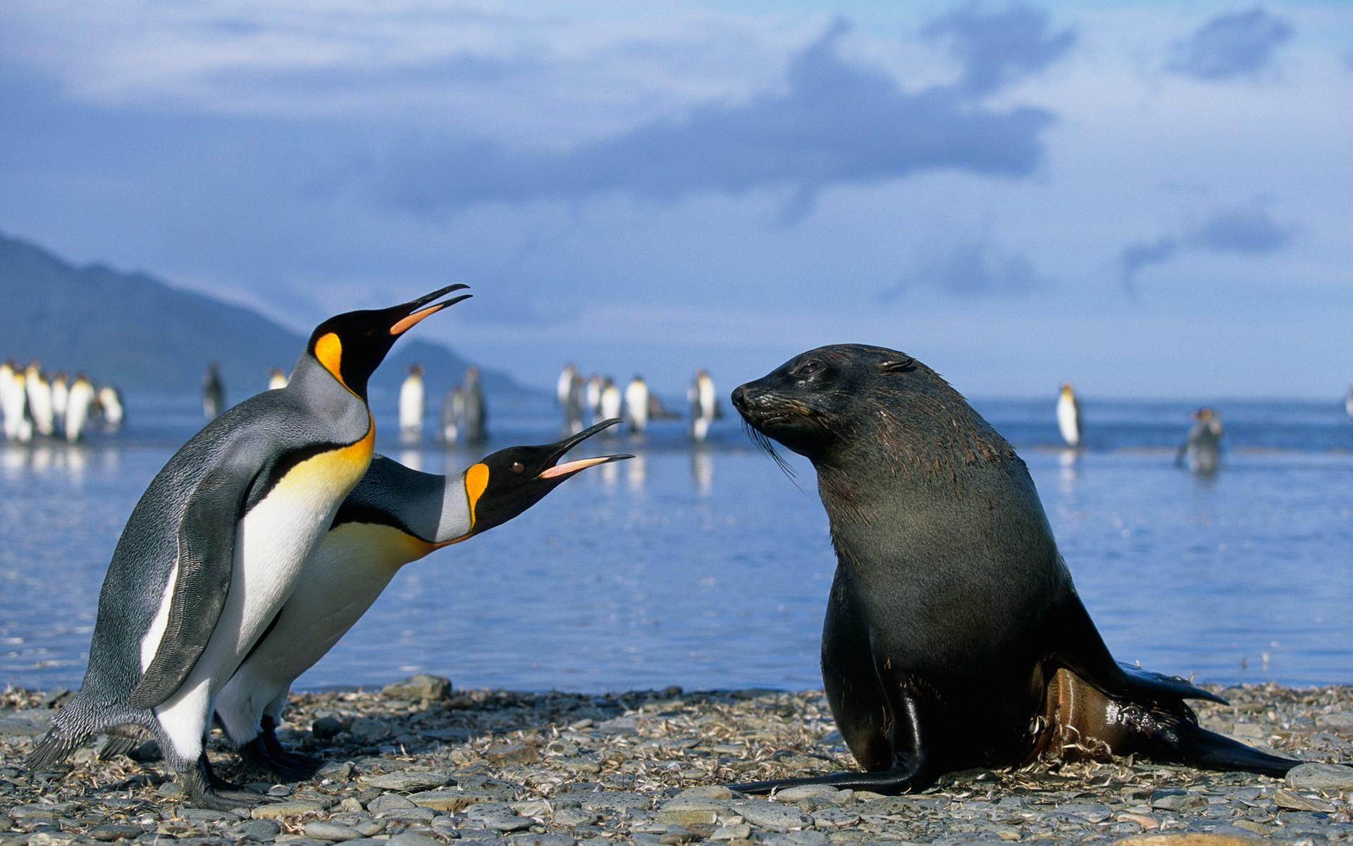 1920x1200 penguins, Seals, Birds, Beach, Animals Wallpaper HD / Desktop and Mobile Background
