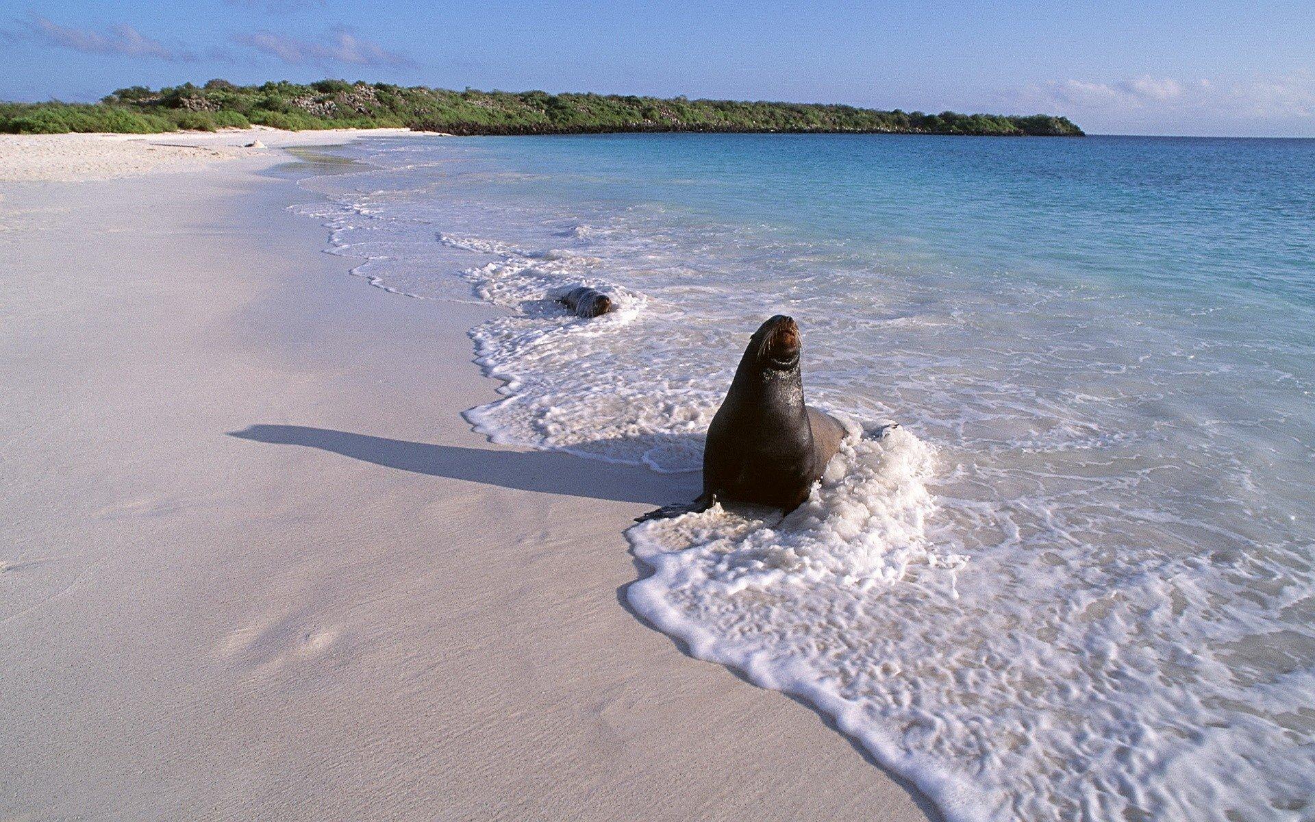 1920x1200 Seal HD Wallpaper
