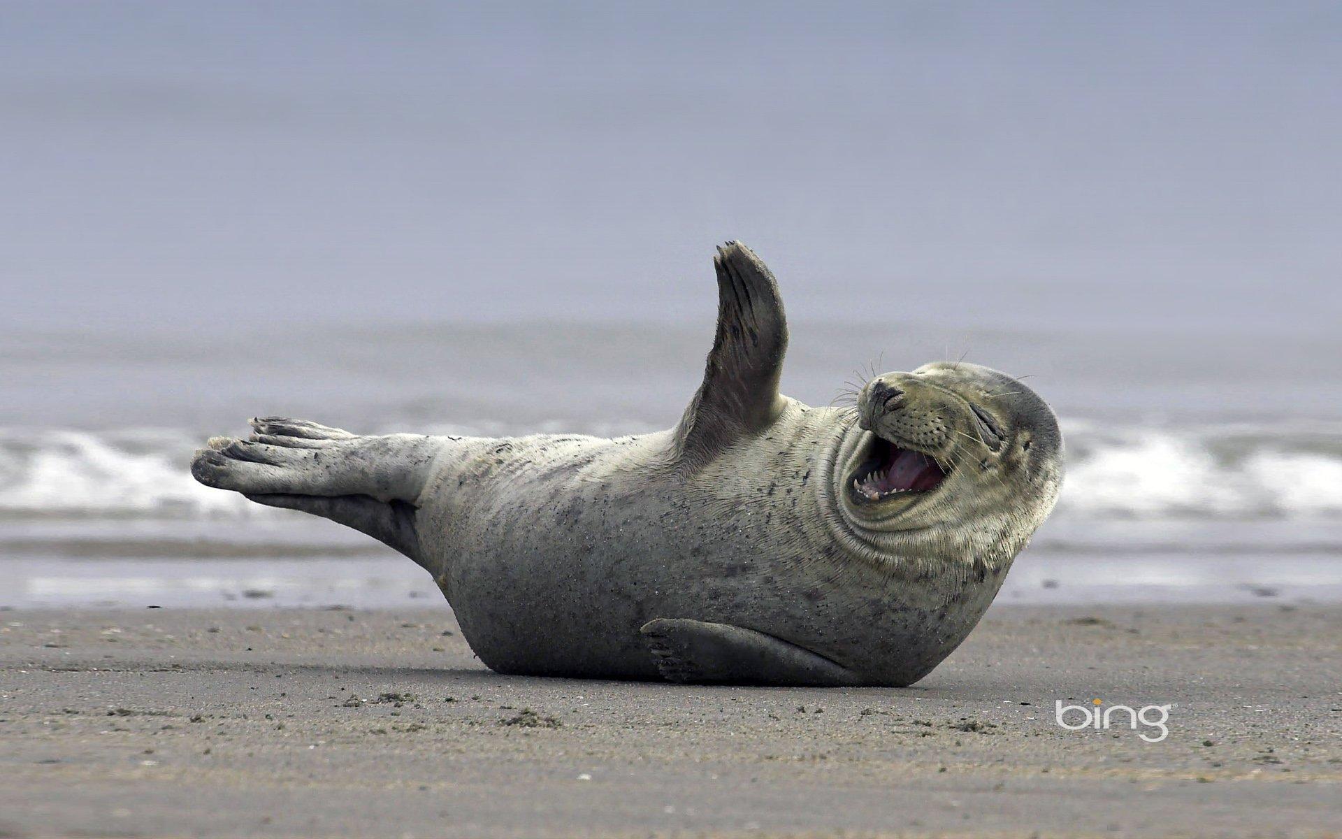 1920x1200 Seal HD Wallpaper and Background Image