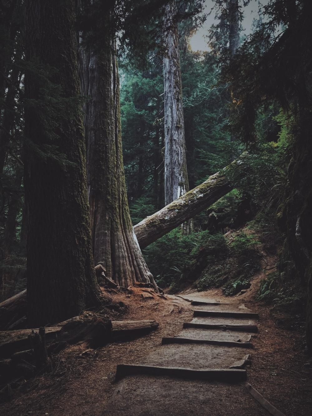 1000x1333 Dark Forest Picture [HD]. Download Free Image