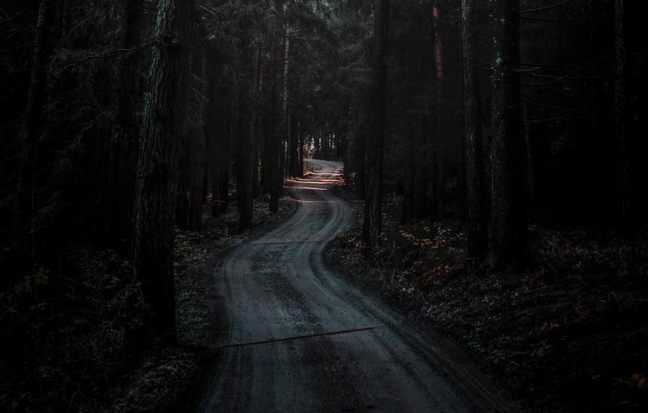 1332x850 Dark Forest Background HD