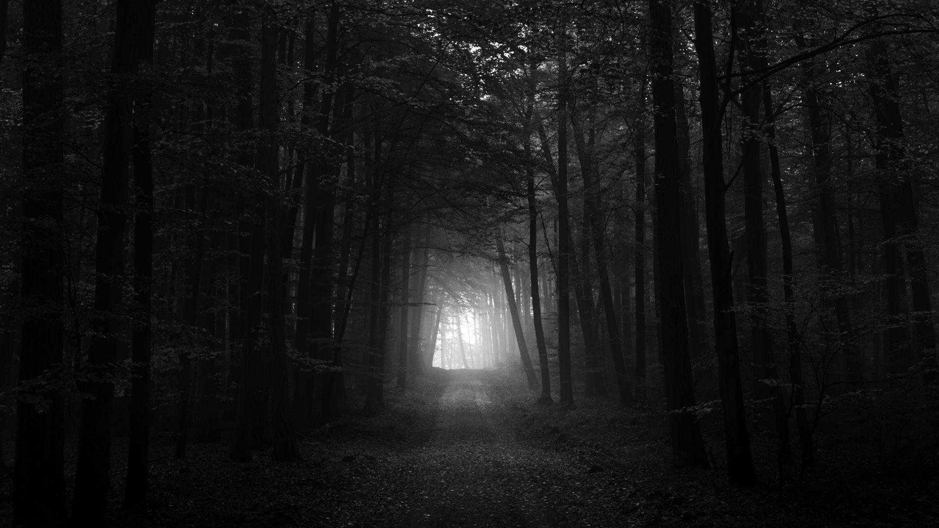 1920x1080 The Forest Wallpaper