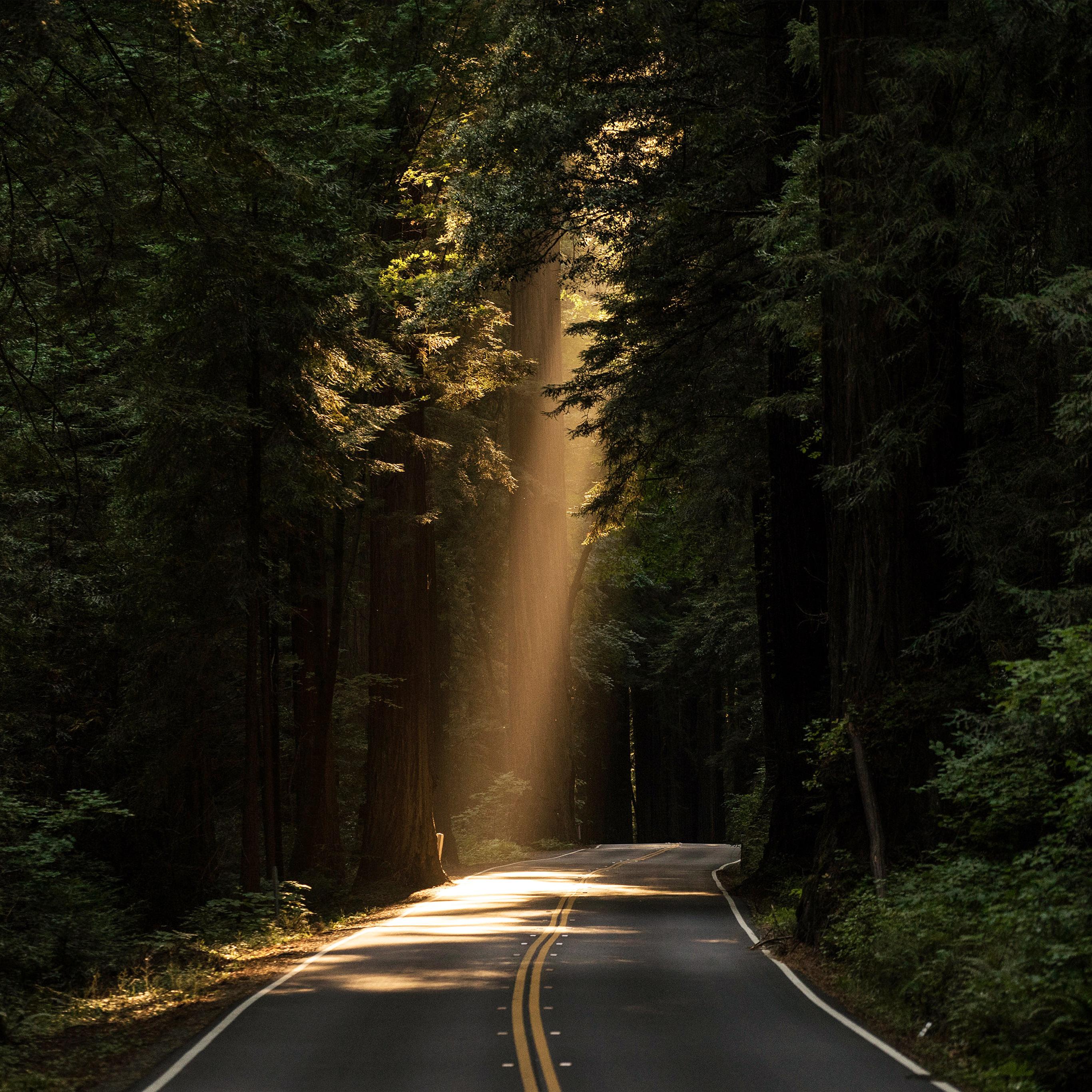 2732x2732 Light Road Wood Forest Way Nature Green Wallpaper