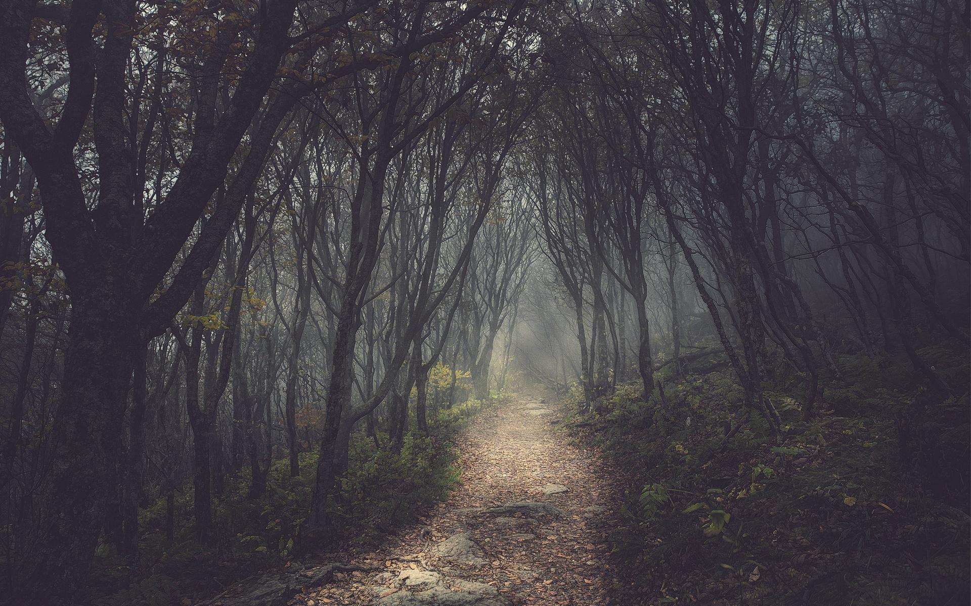 1920x1200 Trees forest path dark wallpaperx1200