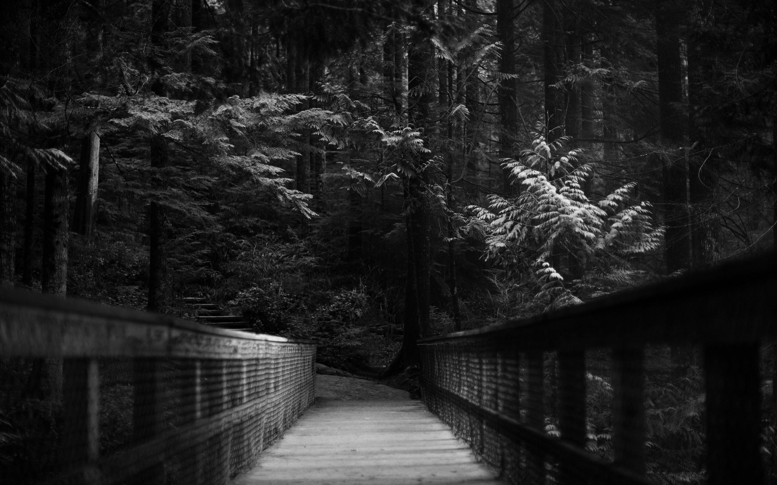 2560x1600 Trees dark forest path monochrome wallpaperx1600