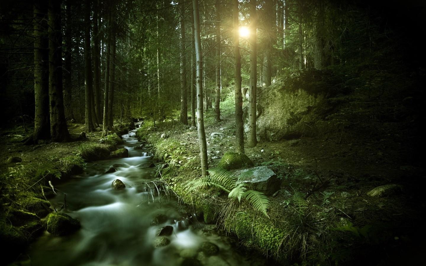 1440x900 HD Dark Forest Wallpaper