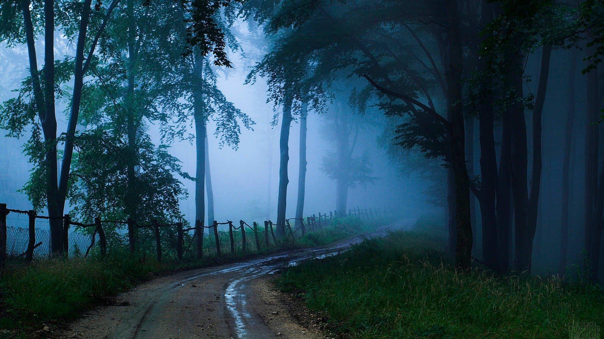 1920x1080 Landscape nature tree forest woods path fog wallpaperx1080