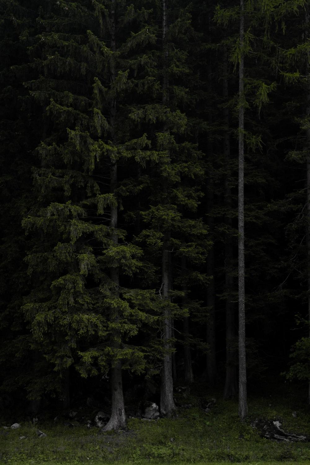 1000x1500 Dark Forest Picture [HD]. Download Free Image