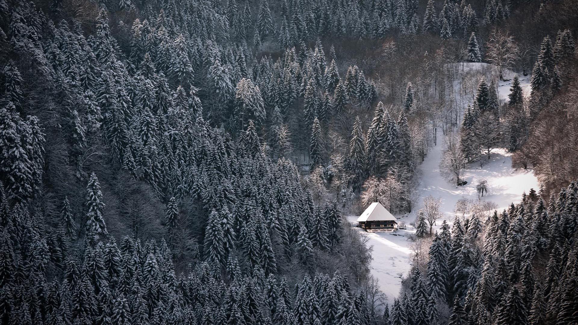 1920x1080 Winter Forest