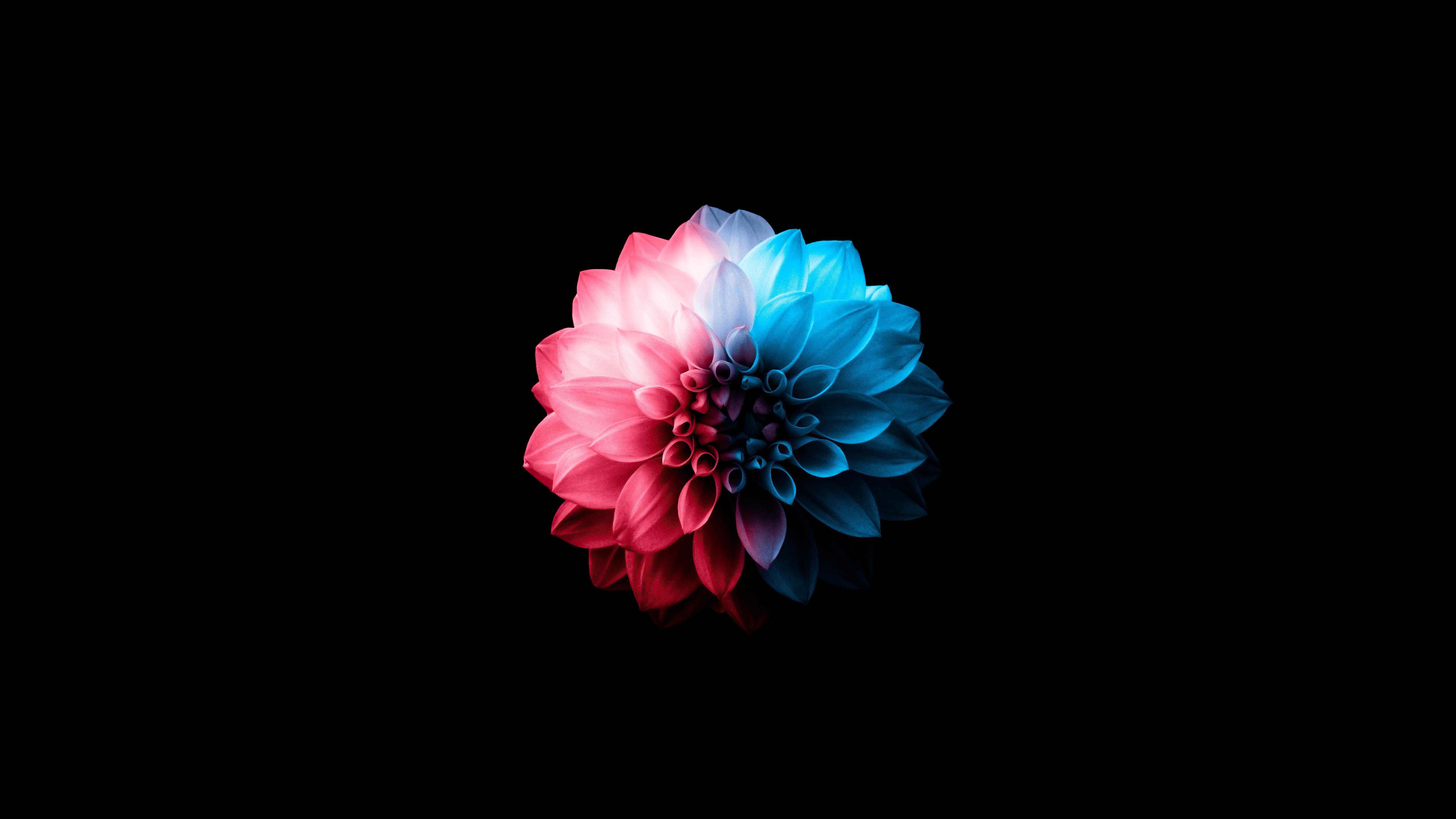 5120x2880 Flower Oled Dark 5k 1440P Resolution , HD 4k Wallpaper, Image, Background, Photos and Picture