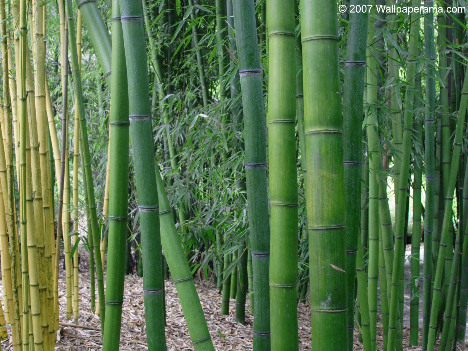 Big bamboo play big bamboo top. Бамбук садовый широколистный. Бамбук Нигра. Бамбук Геншин. Карликовый бамбук.