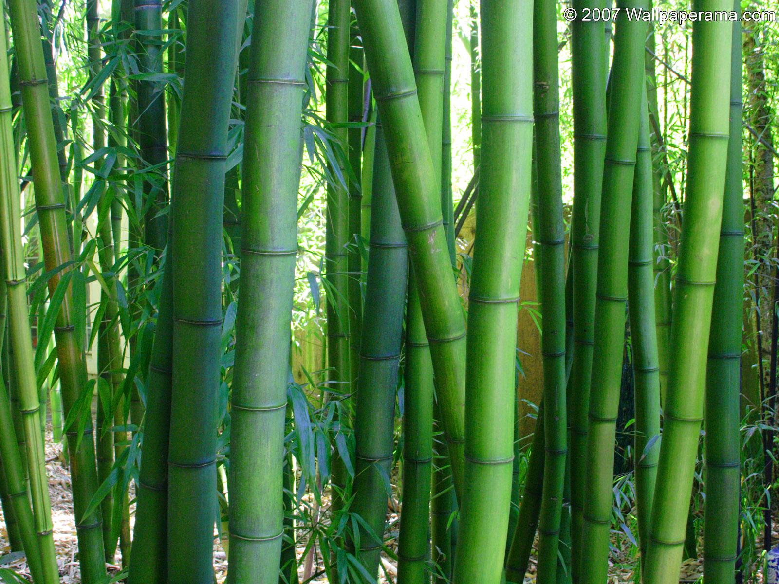 1600x1200 Bamboo Wallpaper Free HD Background Image Picture