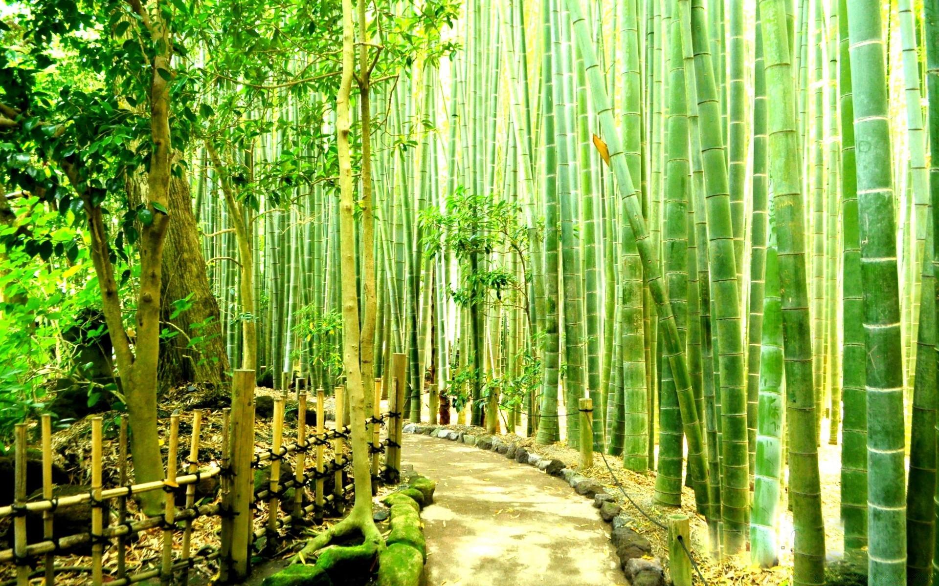 1920x1200 Bamboo Forest Kamakura wallpaper (phone background)